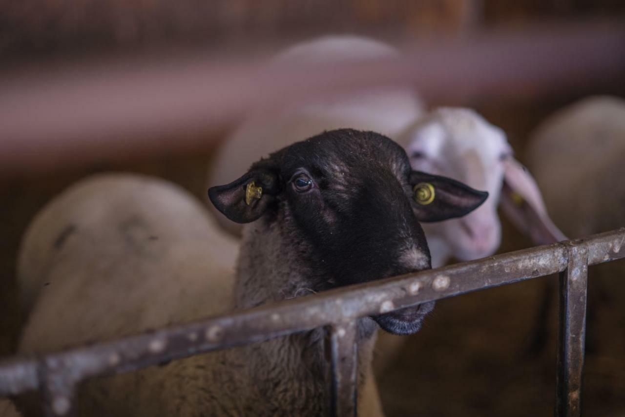Il Dosso Agriturismo Codigoro Exteriér fotografie